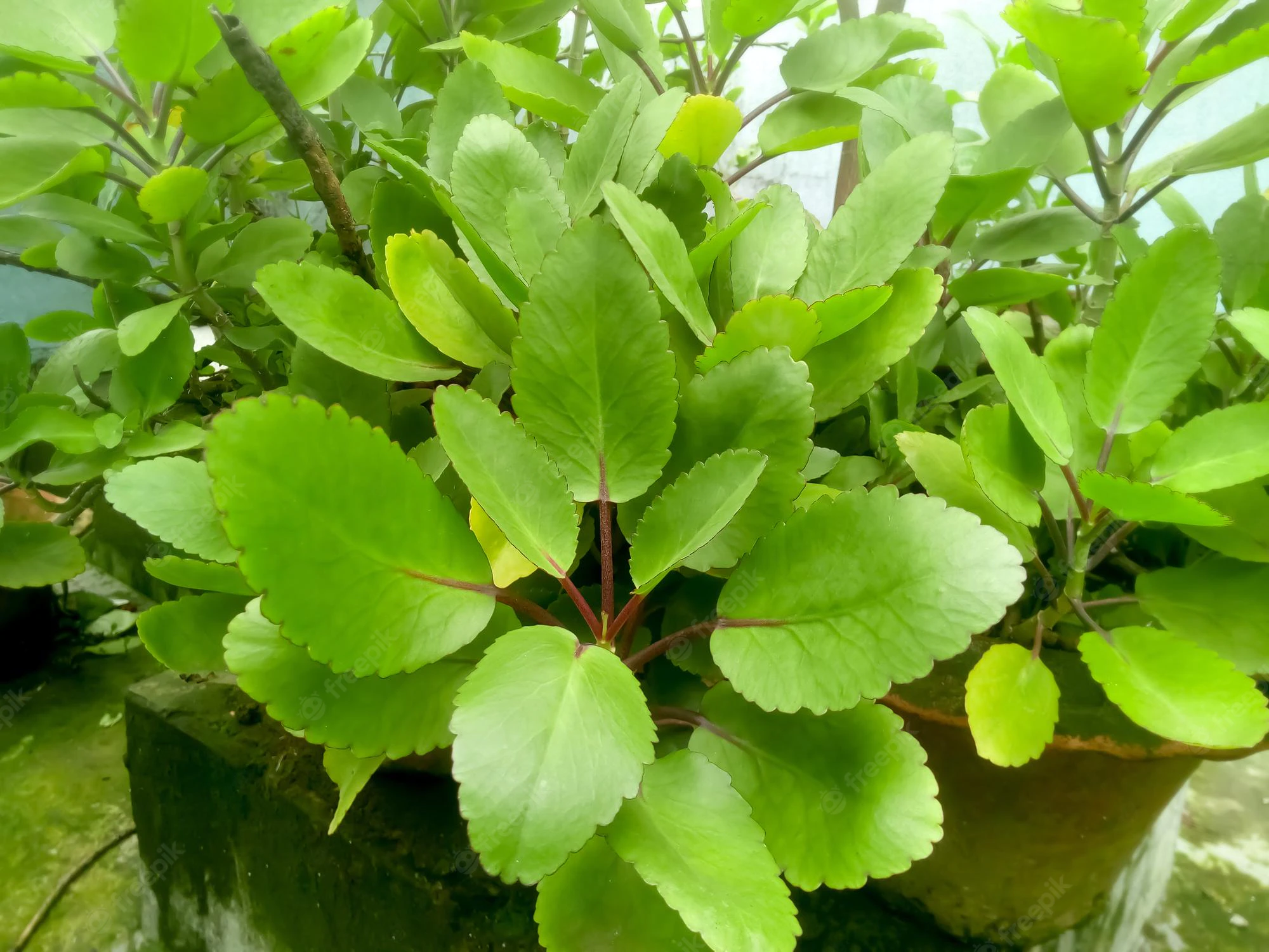 Miracle Leaf Health Benefits And Spiritual Uses