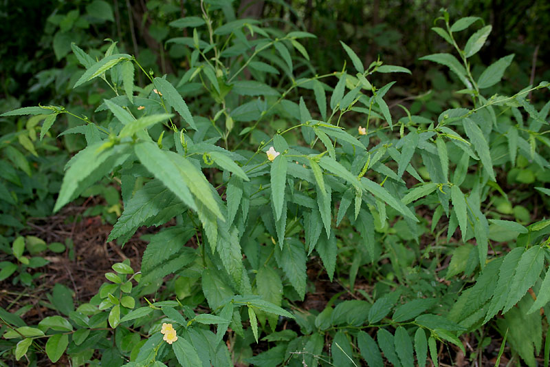 Broom Weed Sida acuta Health Uses and Benefits