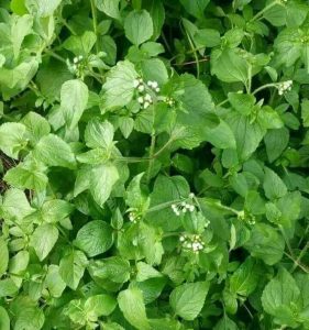 goat weed