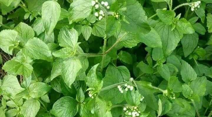 Goat weed(Ageratum Conyzoides)