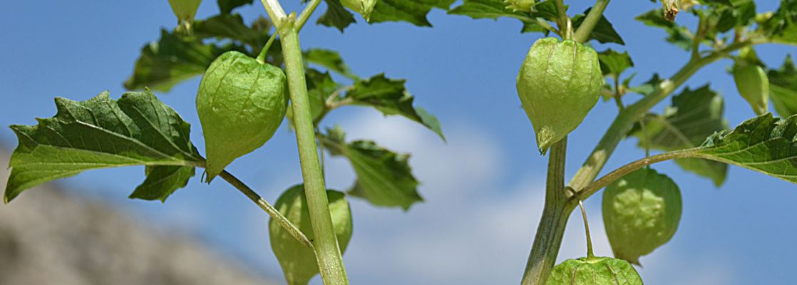 wild tomatoes (Physalis angulata)