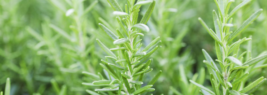 Rosemary (Rosmarinus officinalis)