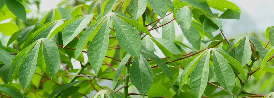 Cassava leaf (Monihot utilisima)