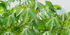 Cassava leafs