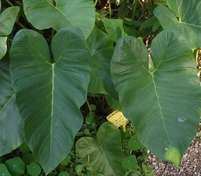 cocoyam (Xanthosoma sp)