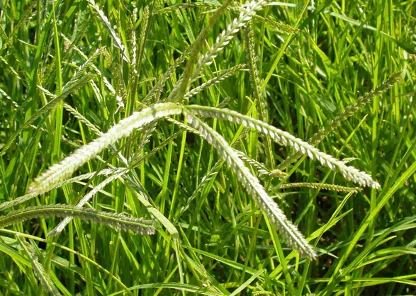 Paragis grass (Eleusine indica)