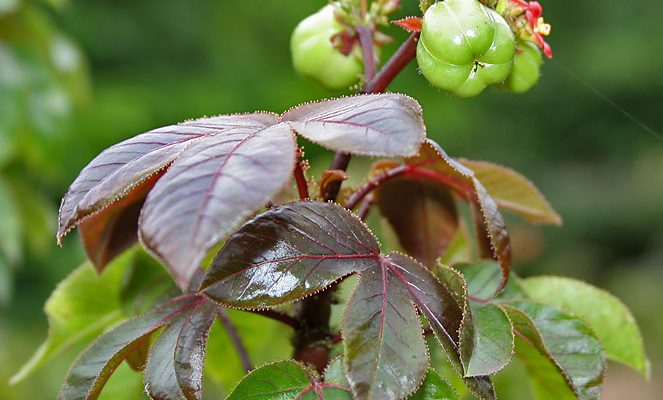 Jatropha gossypiifolia