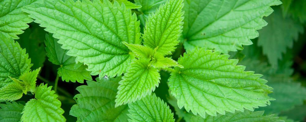 Stinging Nettle (Urtica dioica)