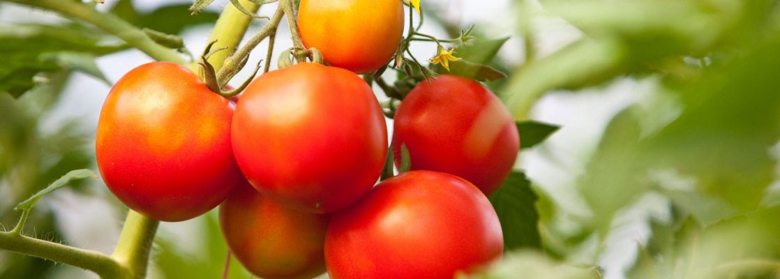 Tomato (Solanum lycopersicum)