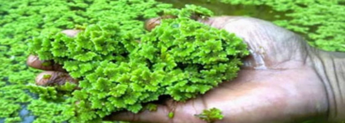 Azolla