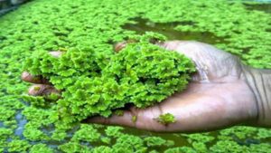 Azolla plant