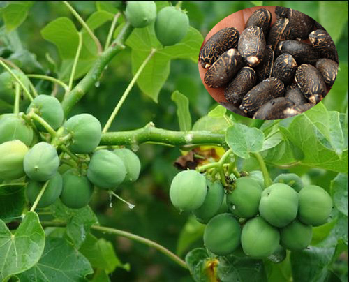 Jatropha Seeds - How to use - Health benefits