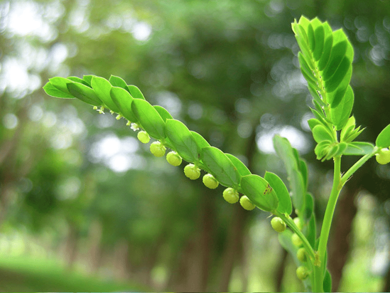  Stone Breaker Plant (Phyllanthus niruri)