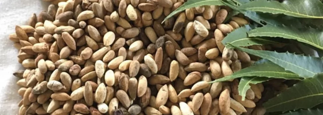 Neem seed