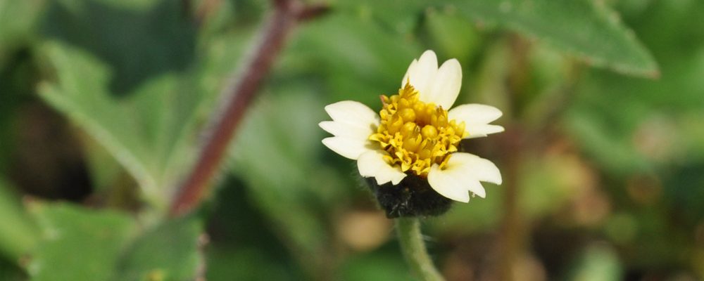 Tridax procumbens