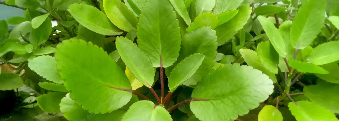 Unveiling the Potential Health Benefits of Miracle Leaf