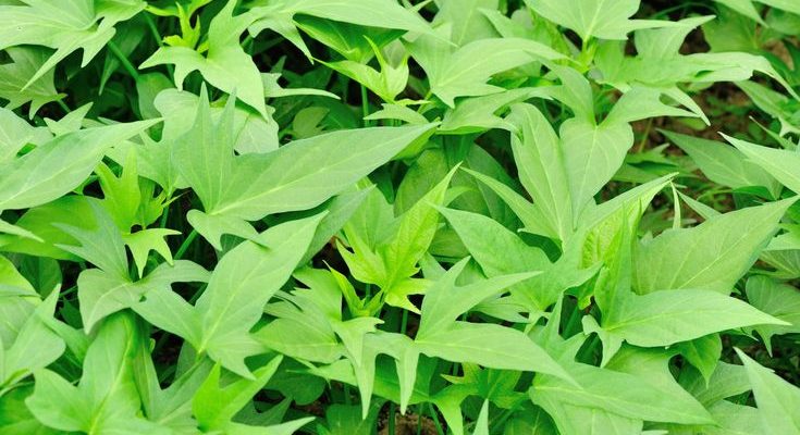 Sweet potato (Ipomoea batatas)