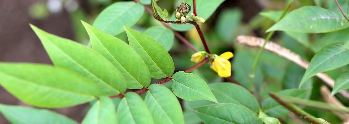 Cassia occidentalis