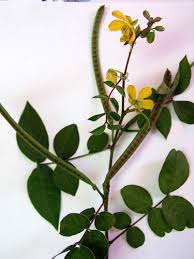 Cassia occidentalis