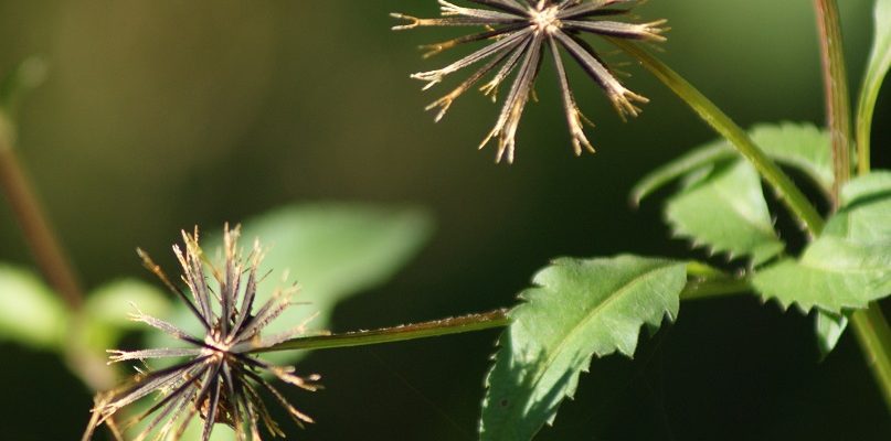 Black Jack (Bidens pilosa)