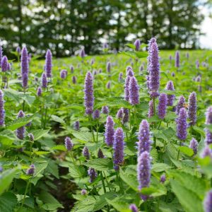 hyssop