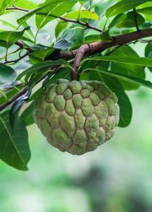 sugar apple