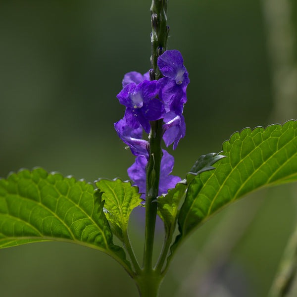 Blue Vervain Plant