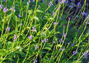 blue vervain