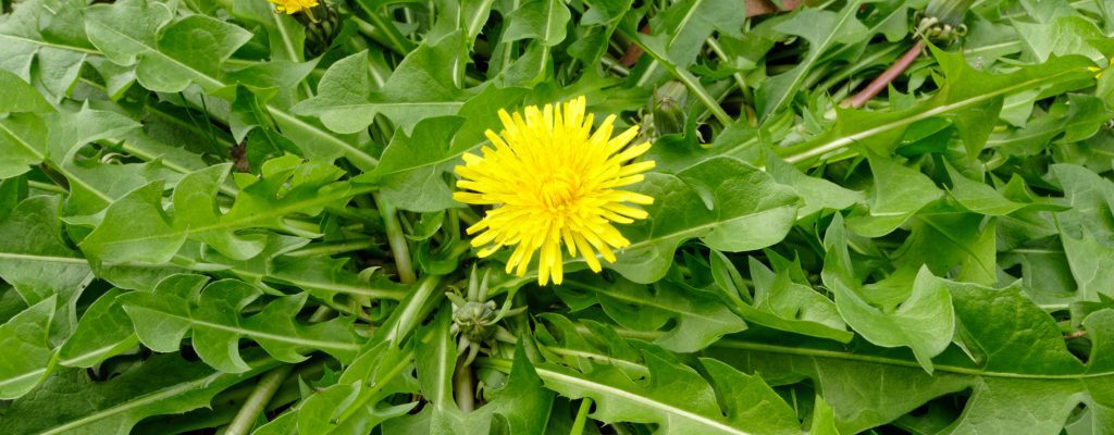 dandelion plant