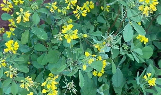 Fenugreek (Trigonella foenum-graecum)