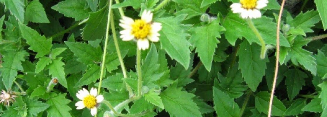 Coat Button Plant (Tridax procumbens)