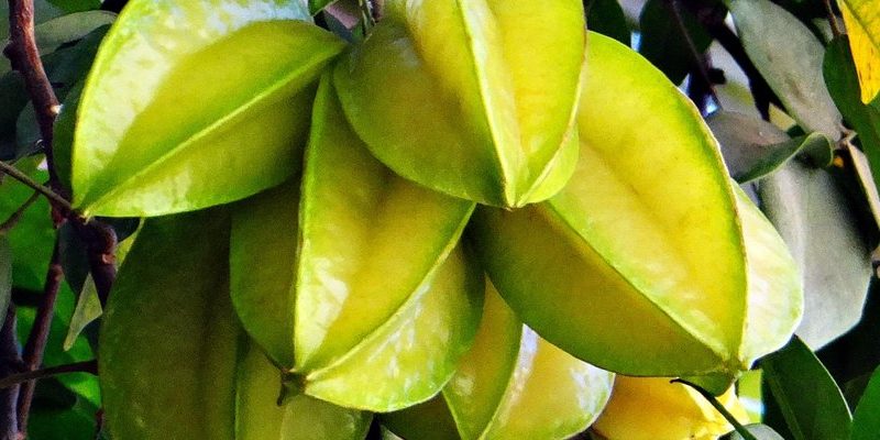 Star Fruit (Averrhoa carambola)