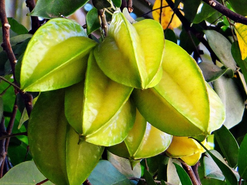 the-amazing-facts-about-star-fruit-averrhoa-carambola-plant