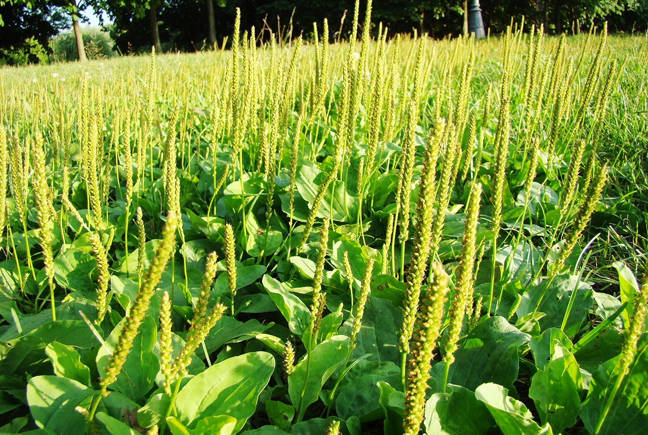 Psyllium (Plantago ovata),how to get the Psyllium (Plantago ovata),amazing health benefit of psyllium husk and plant root,chemical composition of Psyllium (Plantago ovata),treating diabetes,managing diabetes,managing cholesterol