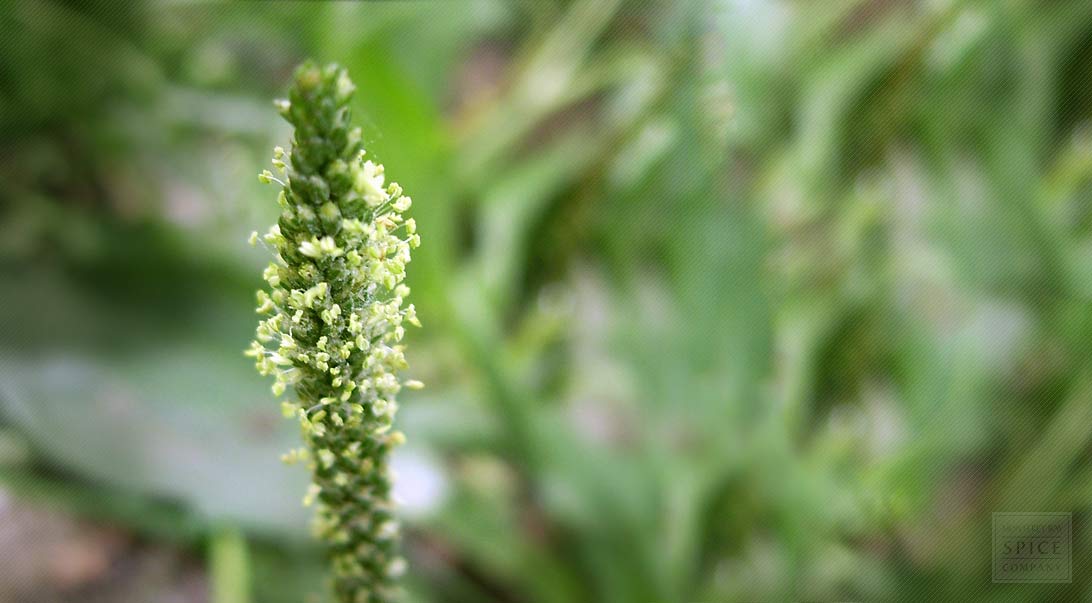 Psyllium Plant (Plantago ovata ) Managing Diabetes