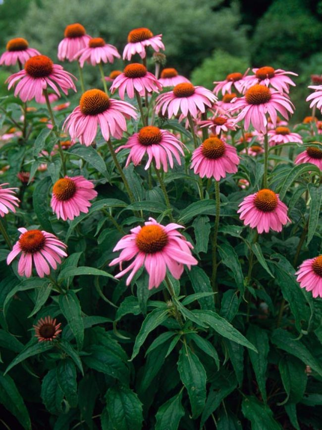 Cone flower (Echinacea purpurea)