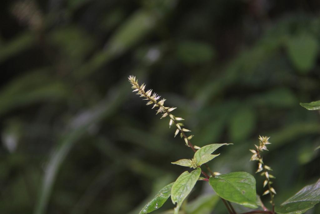 Ox Knee (Achyranthes bidentate) Plant