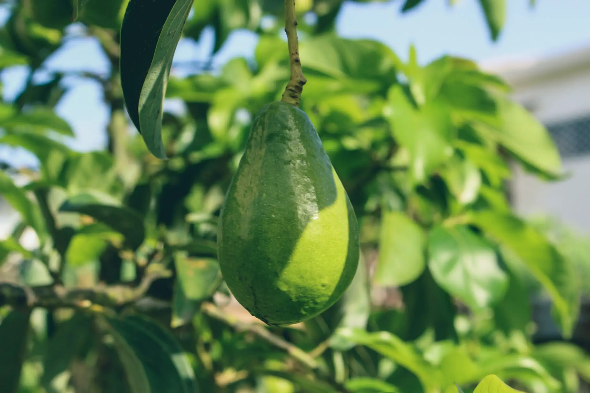 Avocado (Persea americana)