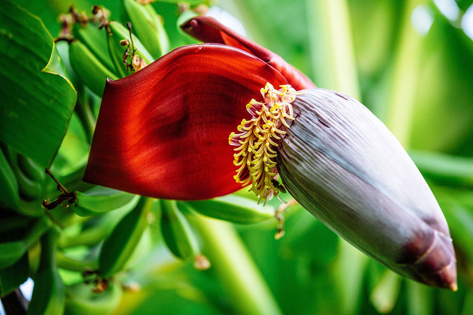 plantain blossom