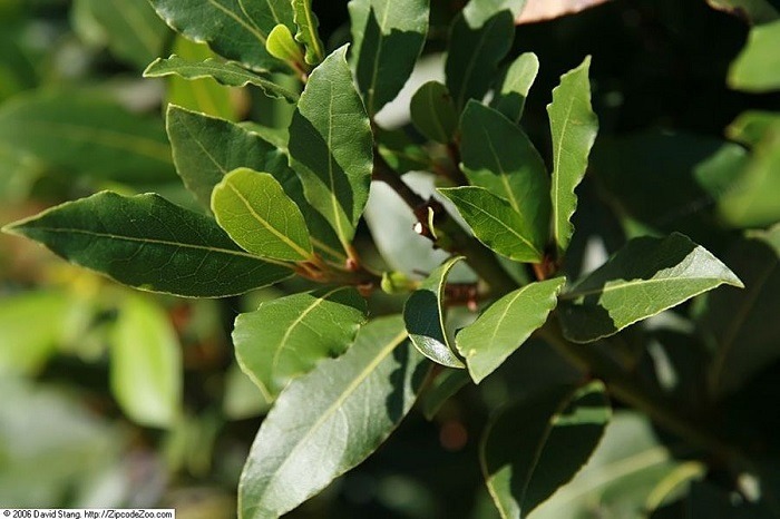 Bay Plant (Laurus Nobilis)