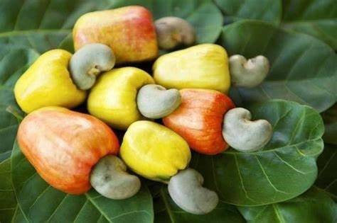 Cashew (Anacardium occidentale)