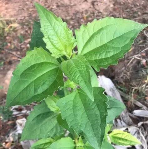 owolowo leaf