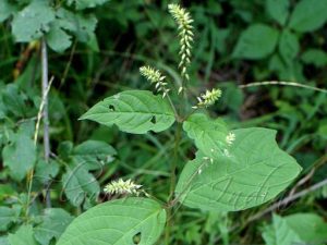 Achyranthes bidentate