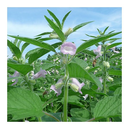 Black Sesame Plant (Sesamum indicum nigrum)