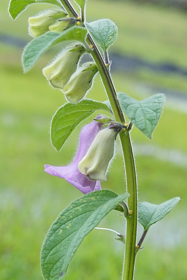 Black Sesame Plant (Sesamum indicum nigrum) - Repamp Ghana