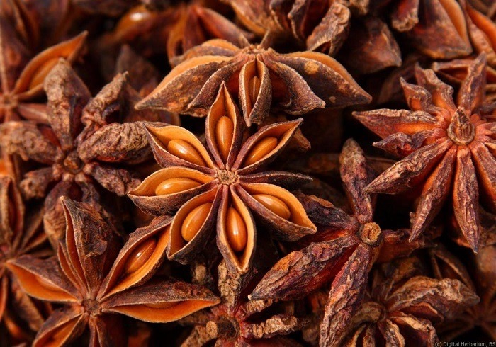 Star Anise (Illicium verum)