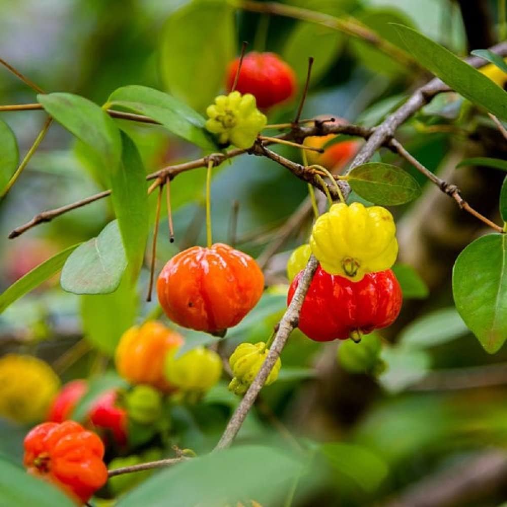 Surinam Cherry (Eugenia uniflora)