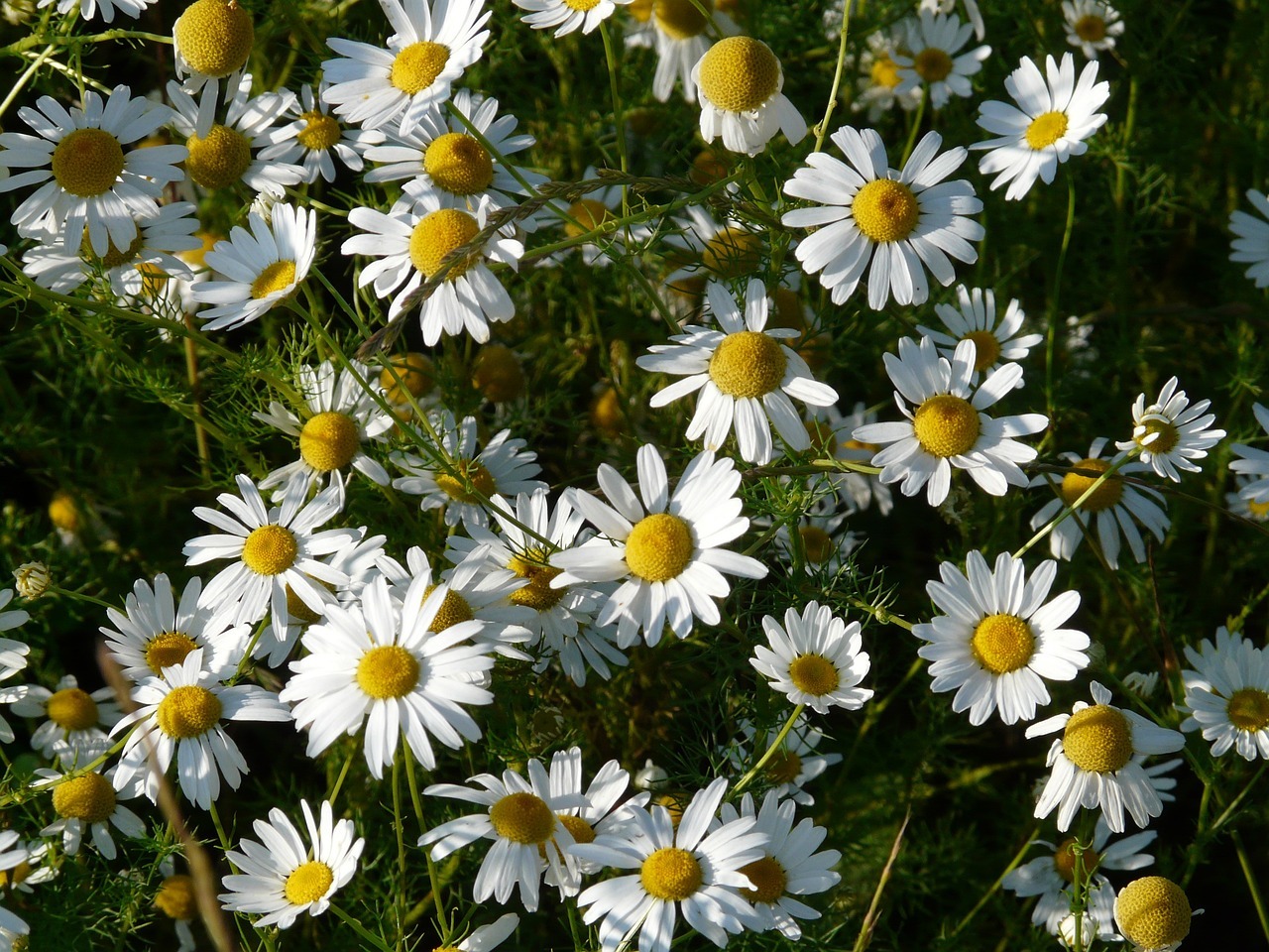 Chamomile (Matricaria chamomilla)