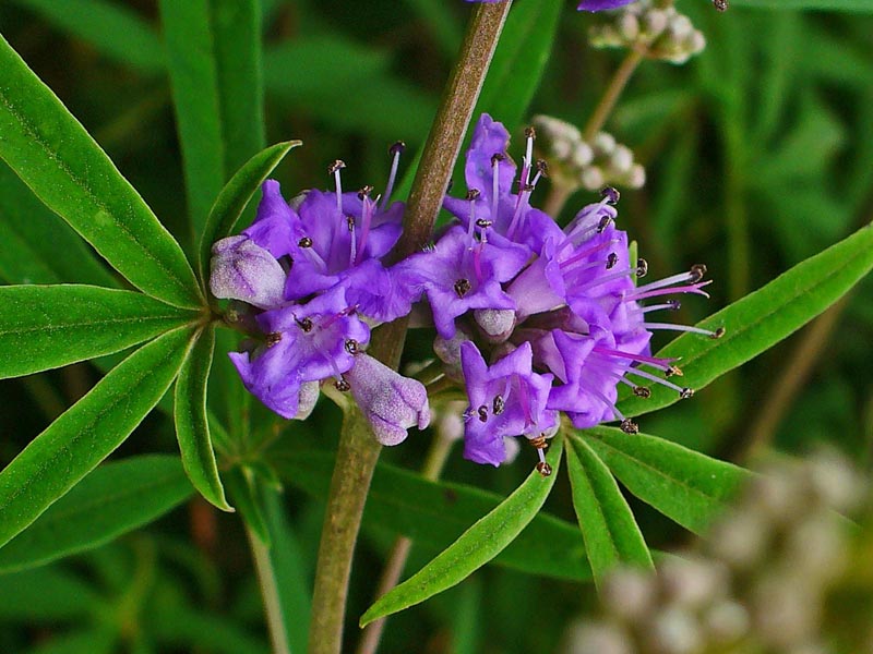 Chasteberry (Vitex agnus-castus)