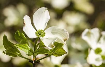 Dog Bush Plant (Cornus florida)